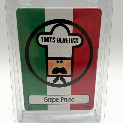 Tinos Genetics Grape Pruno