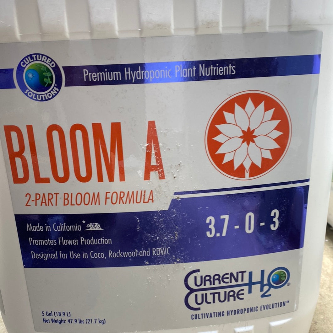 CS BLOOM A 5 GAL